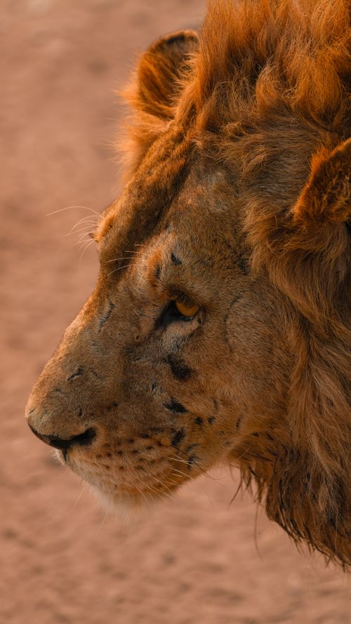 Free Close-up of a lion in the Serengeti, capturing its regal profile and rich mane. Stock Photo