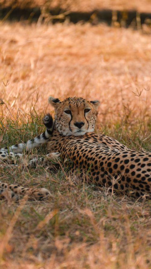 Free A cheetah relaxes in the sun-drenched grassland of Tanzania, showcasing its distinctive spotted fur and graceful pose. Stock Photo