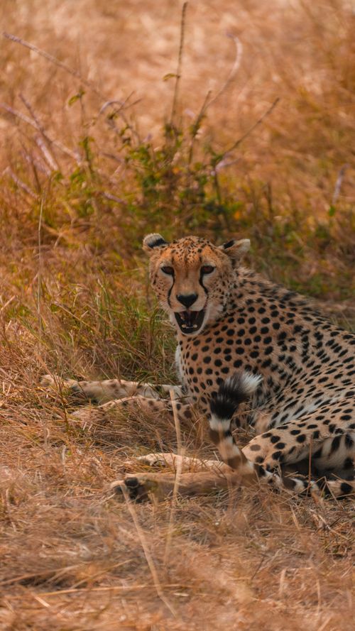 Free A stunning cheetah resting in the grassland of Tanzania's wilderness, captured in vibrant daylight. Stock Photo