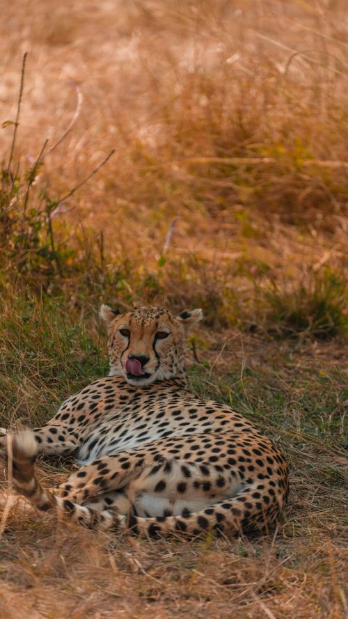 Free A serene cheetah resting in the sunlit grasses of Tanzania's Serengeti. Stock Photo