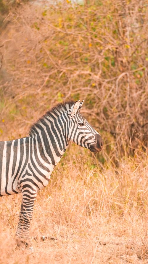 Free Majestic zebra standing in the sunlit Tanzania grasslands, showcasing wildlife beauty. Stock Photo
