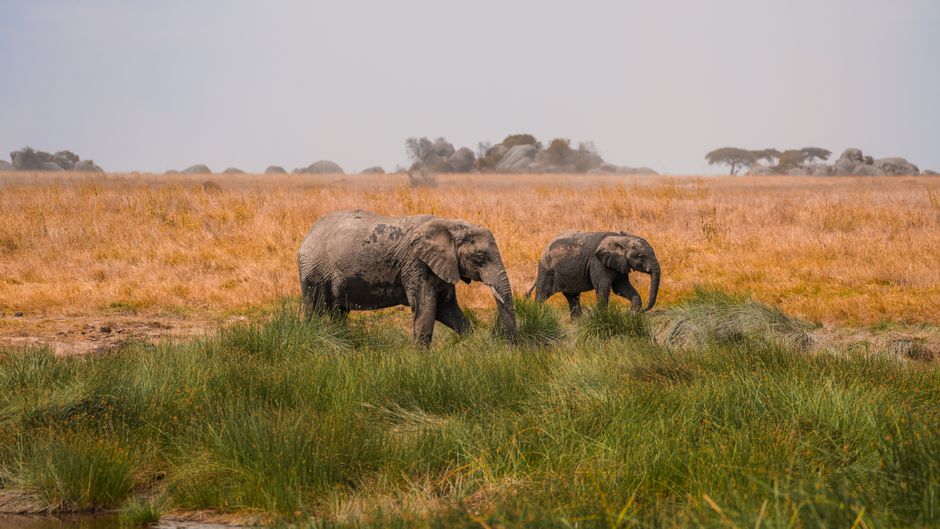 safari terbaik di Afrika untuk wisatawan Indonesia