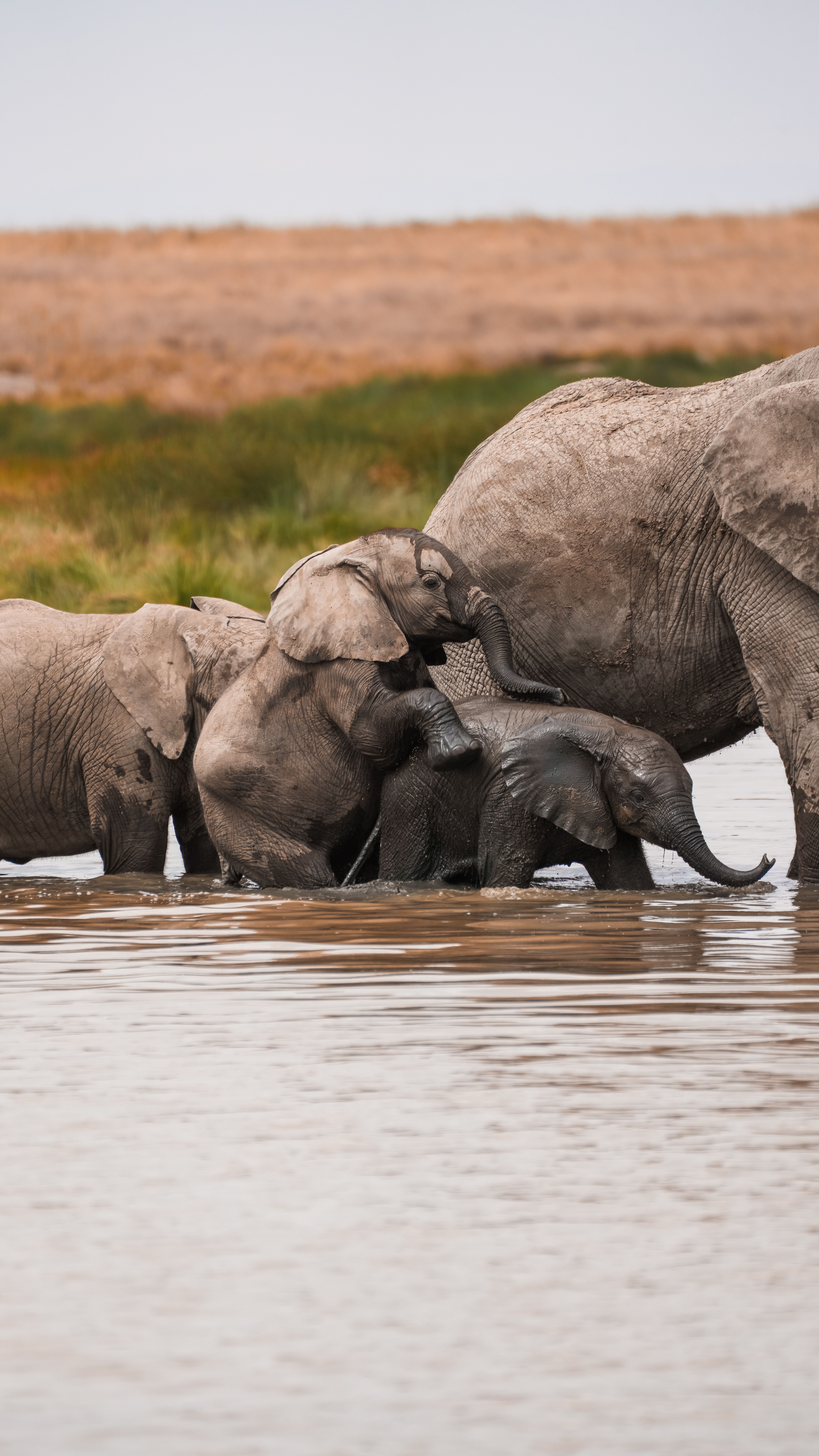 African Elephants Bathing in Tanzanian River · Free Stock Photo