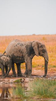 elephant photo