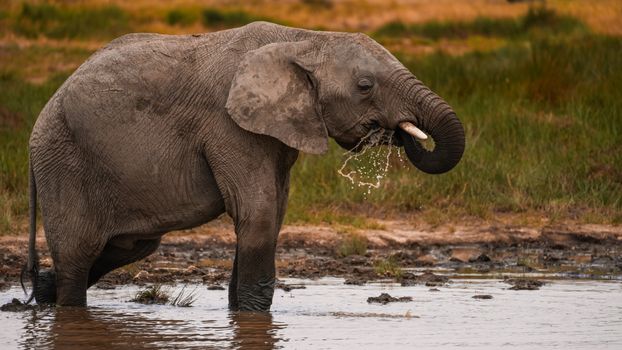 Tarangire elephant herds (dry) — Serengeti