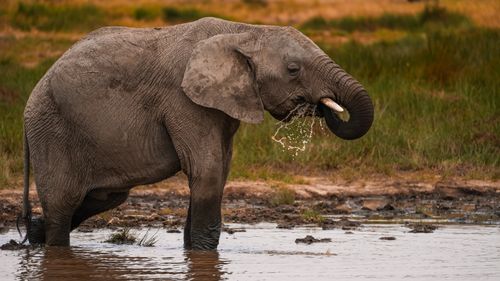 Free A majestic African elephant drinks water from a muddy waterhole in Tanzania's wilderness. Stock Photo