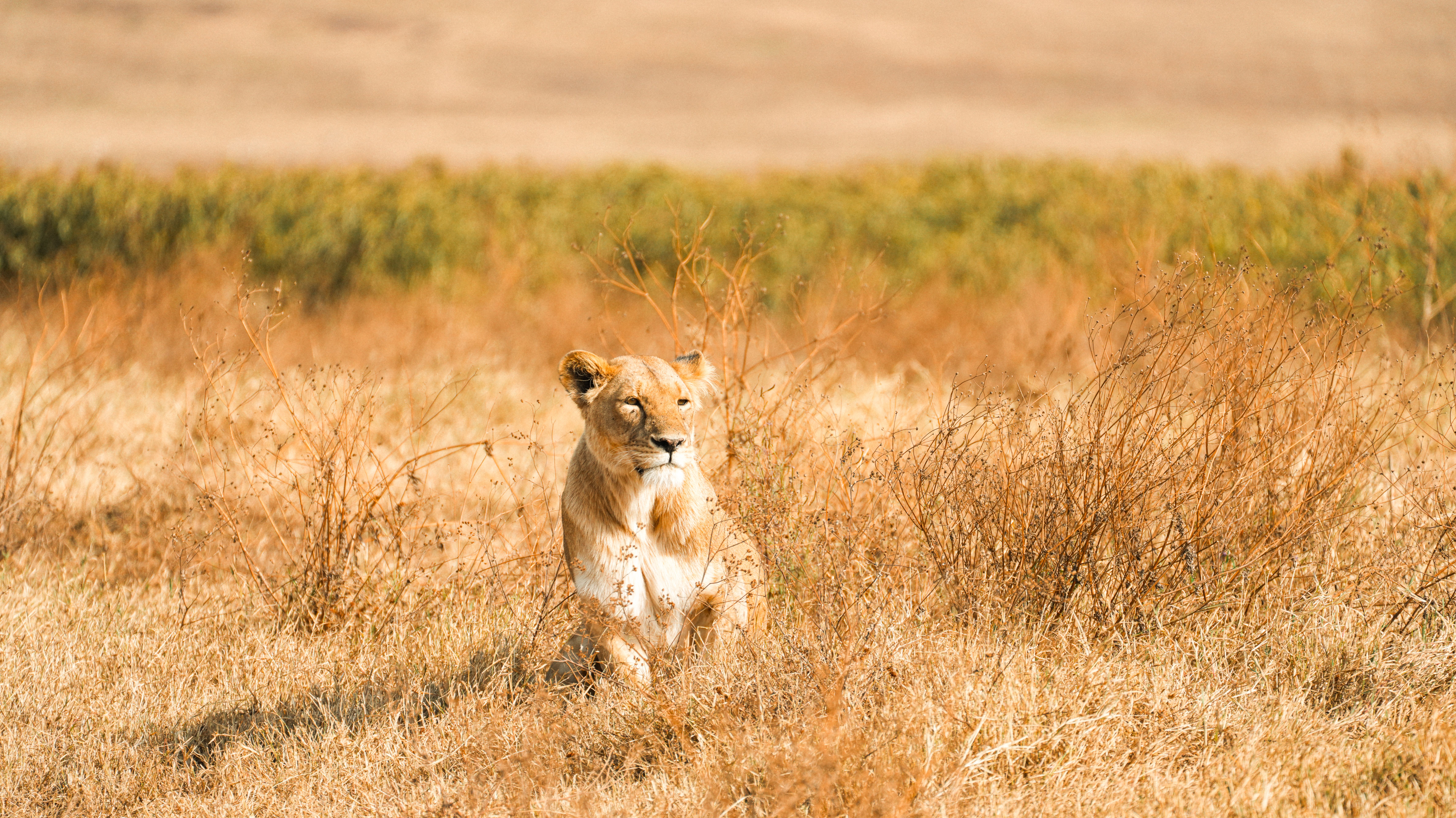 A lioness gracefully sitting in the vast Serengeti plains of Tanzania, captured in golden sunlight.