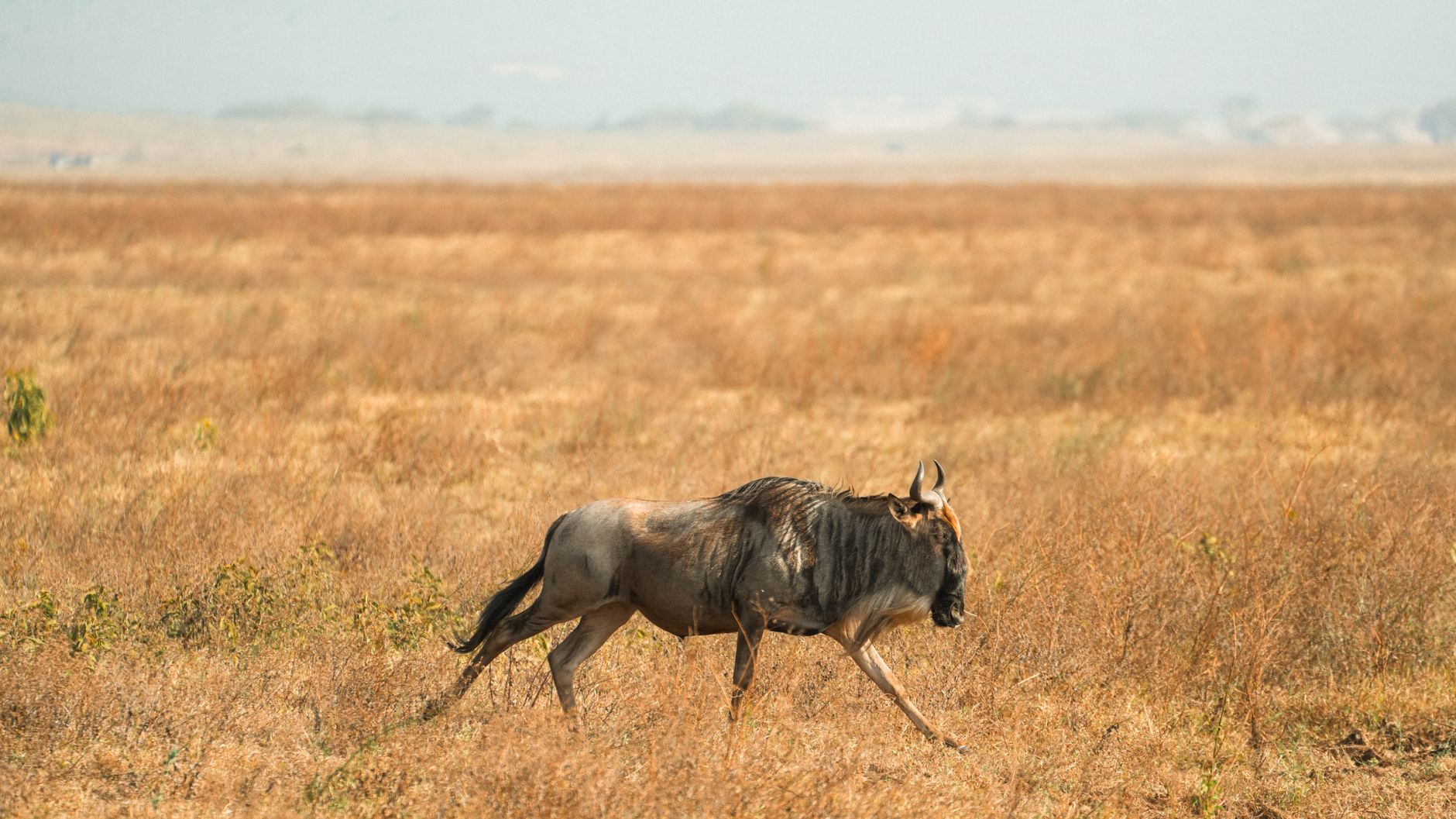 Serengeti, Tanzania