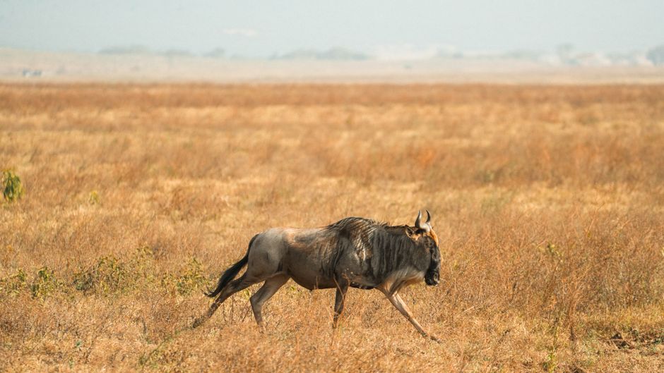 A lone wildebeest roams the vast savanna of Tanzania, capturing the essence of African wildlife.