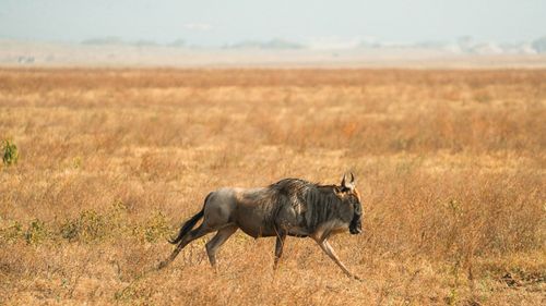 Free A lone wildebeest roams the vast savanna of Tanzania, capturing the essence of African wildlife. Stock Photo