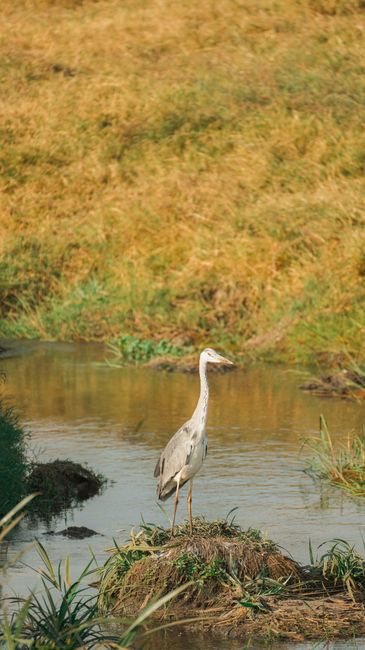 A heron stands gracefully in a Tanzanian wetland, showcasing its natural habitat.