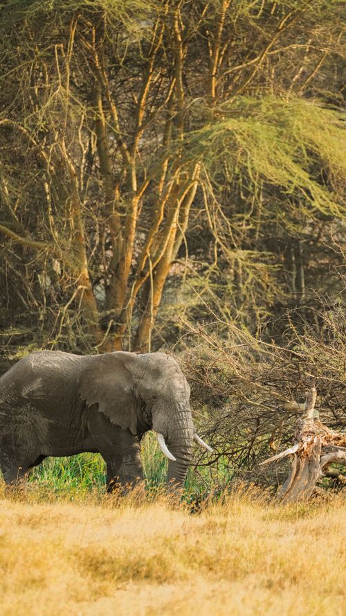 Free A majestic African elephant strolling through Tanzania's lush wilderness, surrounded by vibrant greenery. Stock Photo