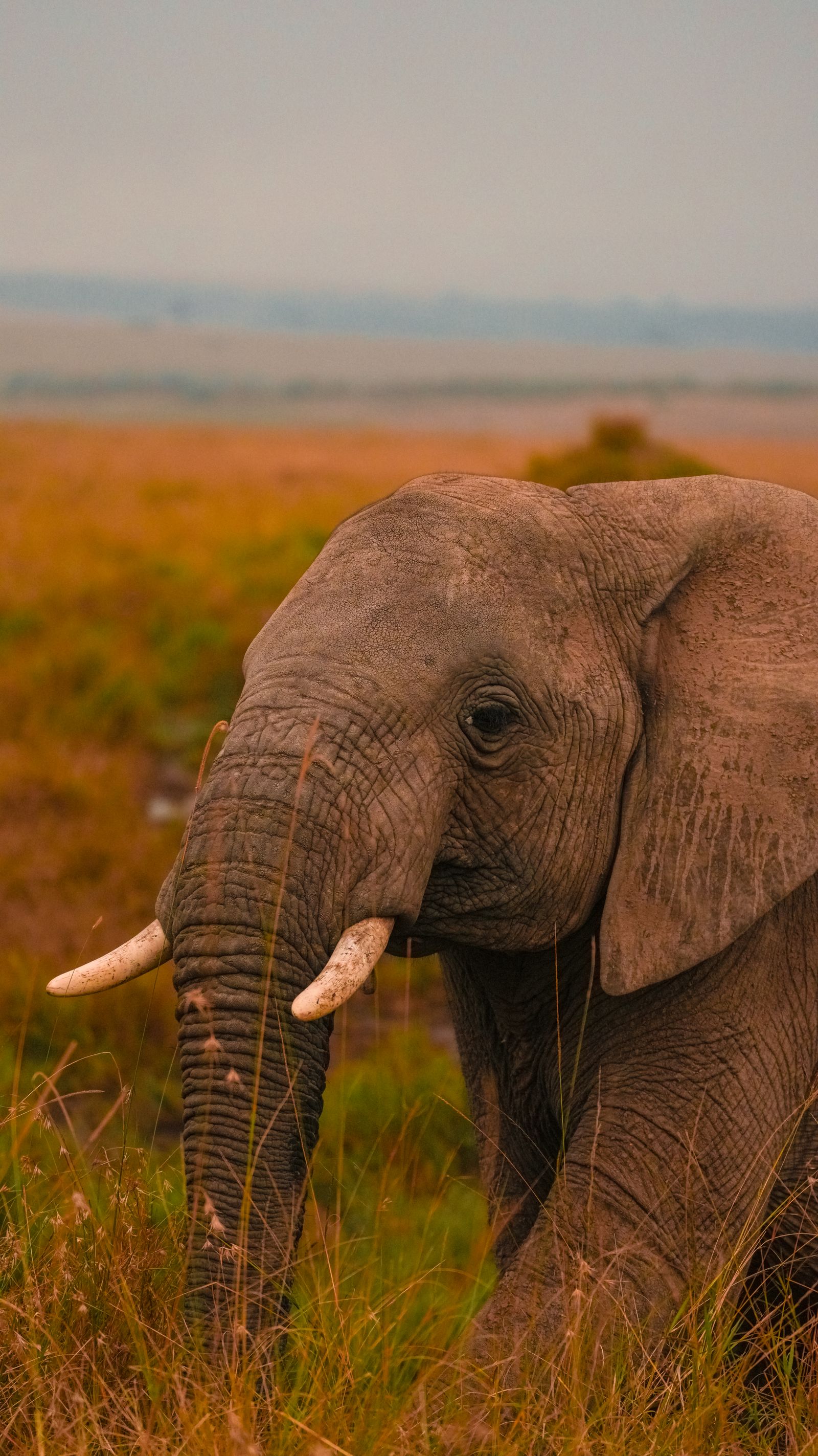 An elephant on the savanna, the kind of wildlife children love to see on a Kenya safari