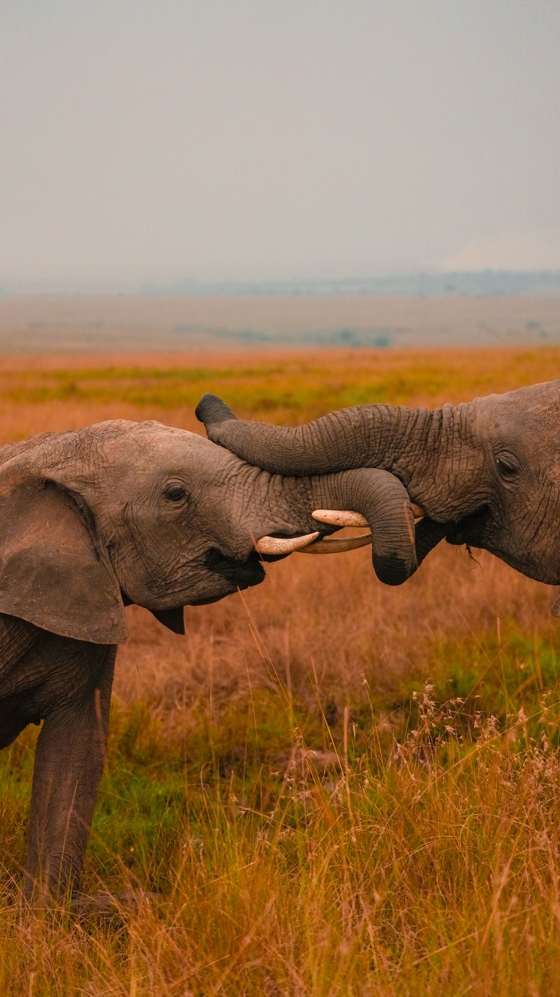 Highlights of Kenya