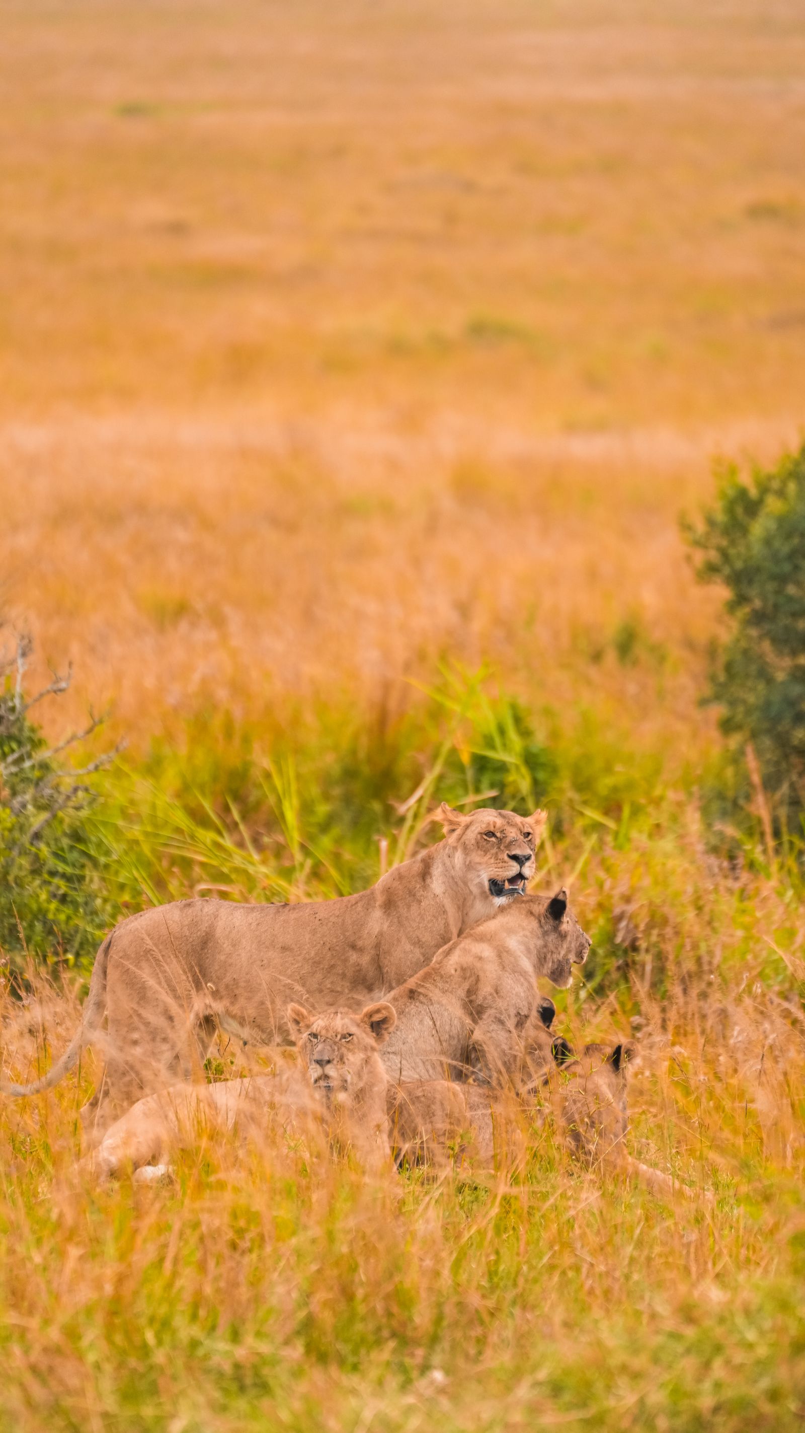 A pride of lions resting on the plains, the kind of sighting a longer safari rewards