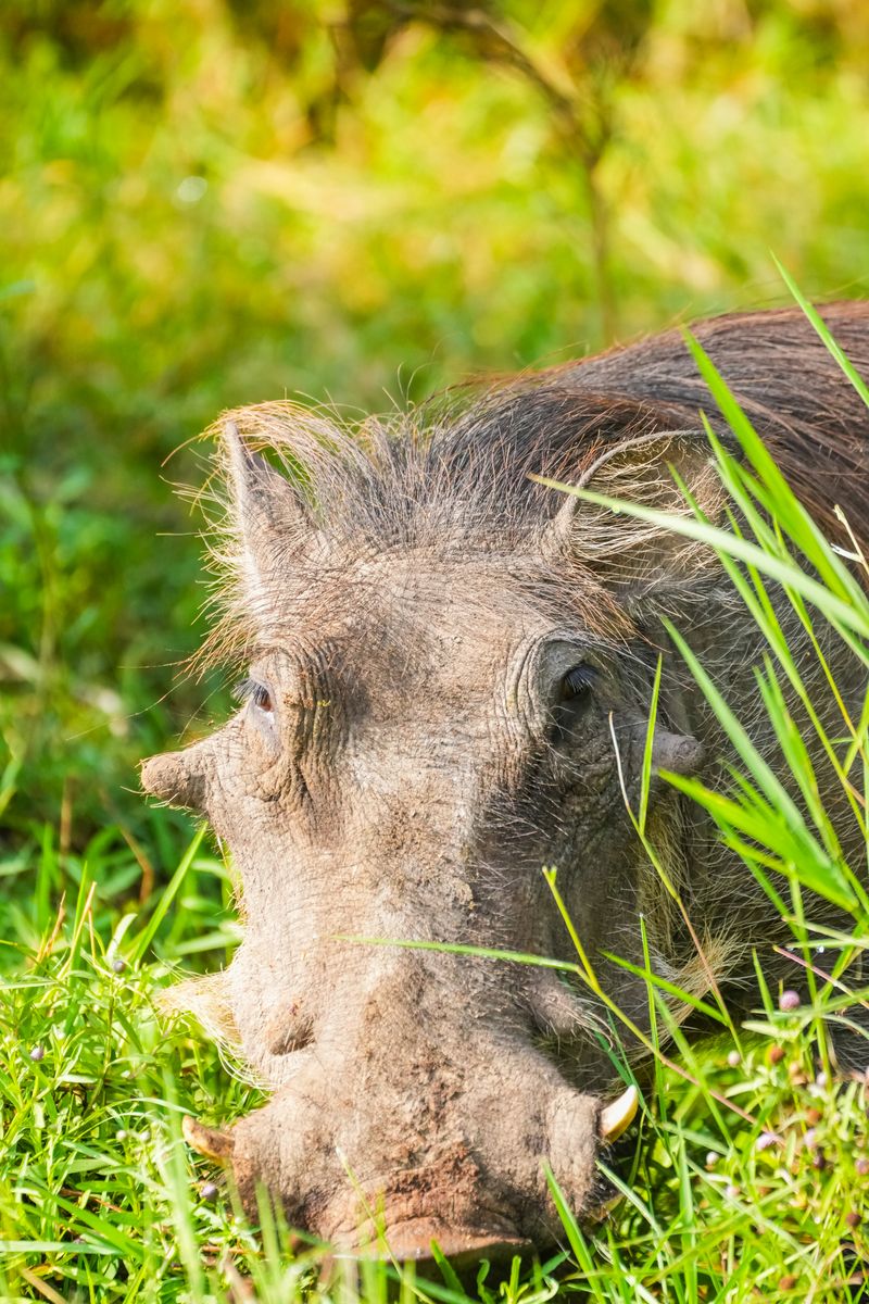 Close-up of a wild warthog lying in the grass. Captured in Kenya's vibrant wilderness.