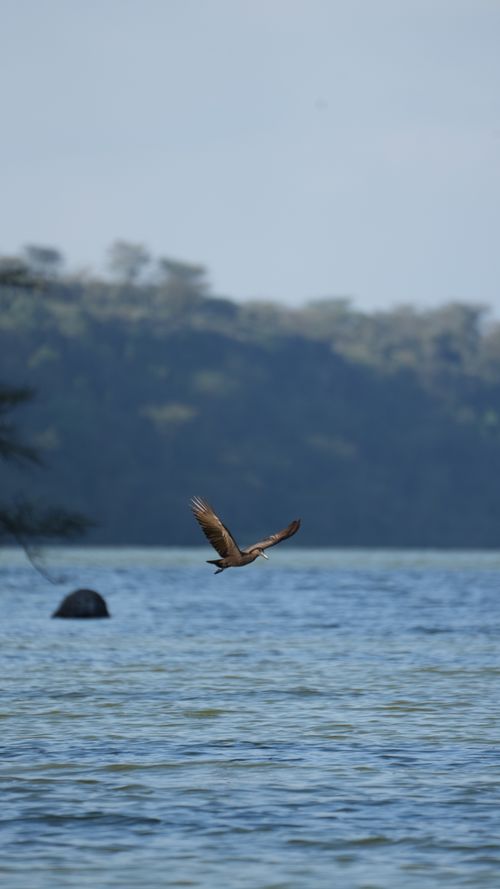 Free A majestic bird flying over a tranquil lake in Kenya, capturing wildlife in motion. Stock Photo