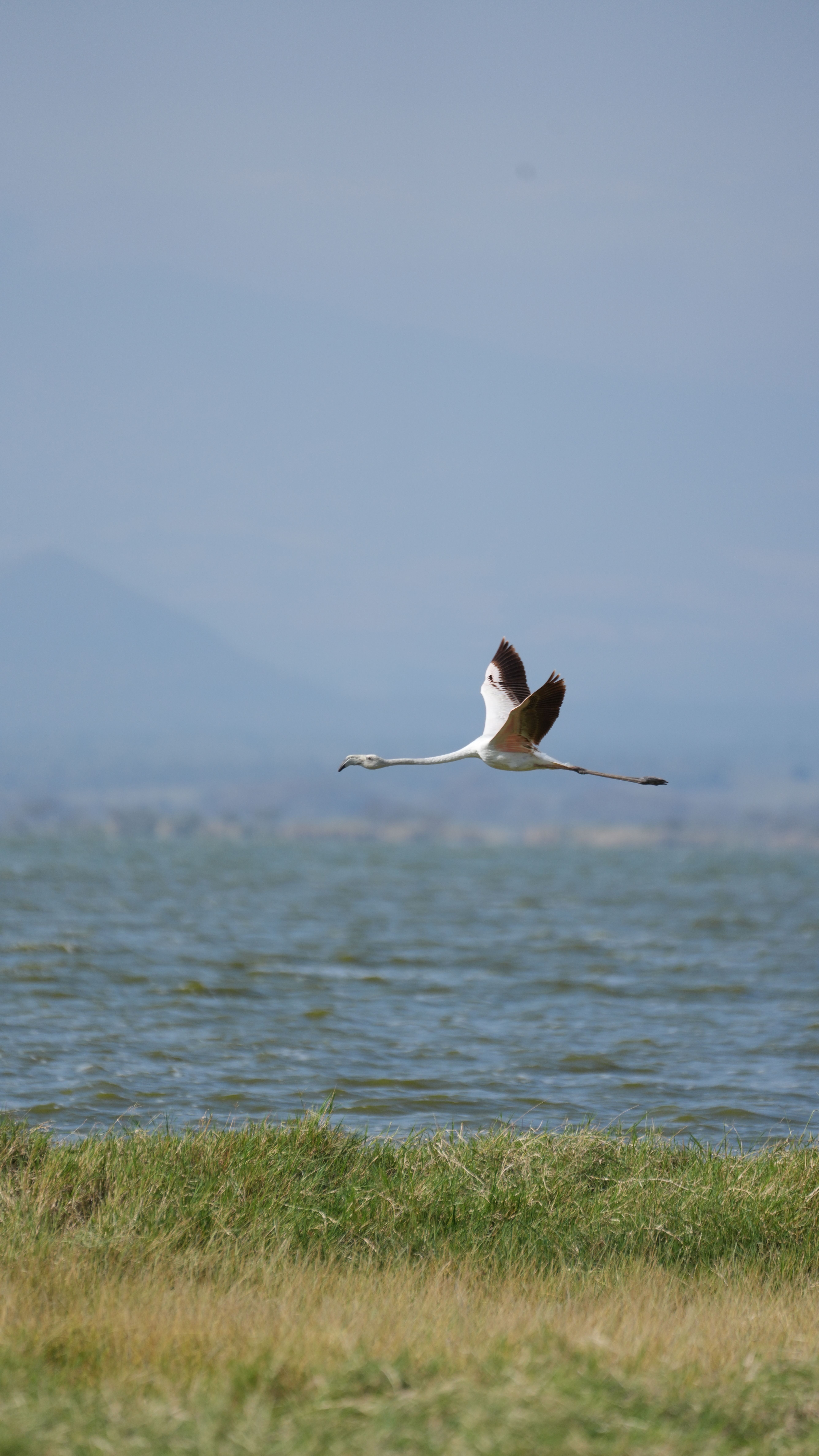 Bird and wetland scenery in the Great Rift Valley near Lake Naivasha