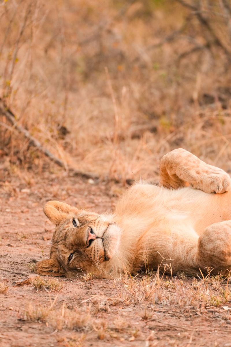 A lion resting on the dry plains of Tanzania's Serengeti, showcasing African wildlife.