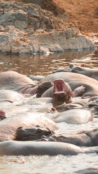 A group of hippos lounging in a sunlit river, showcasing African wildlife in its natural habitat.