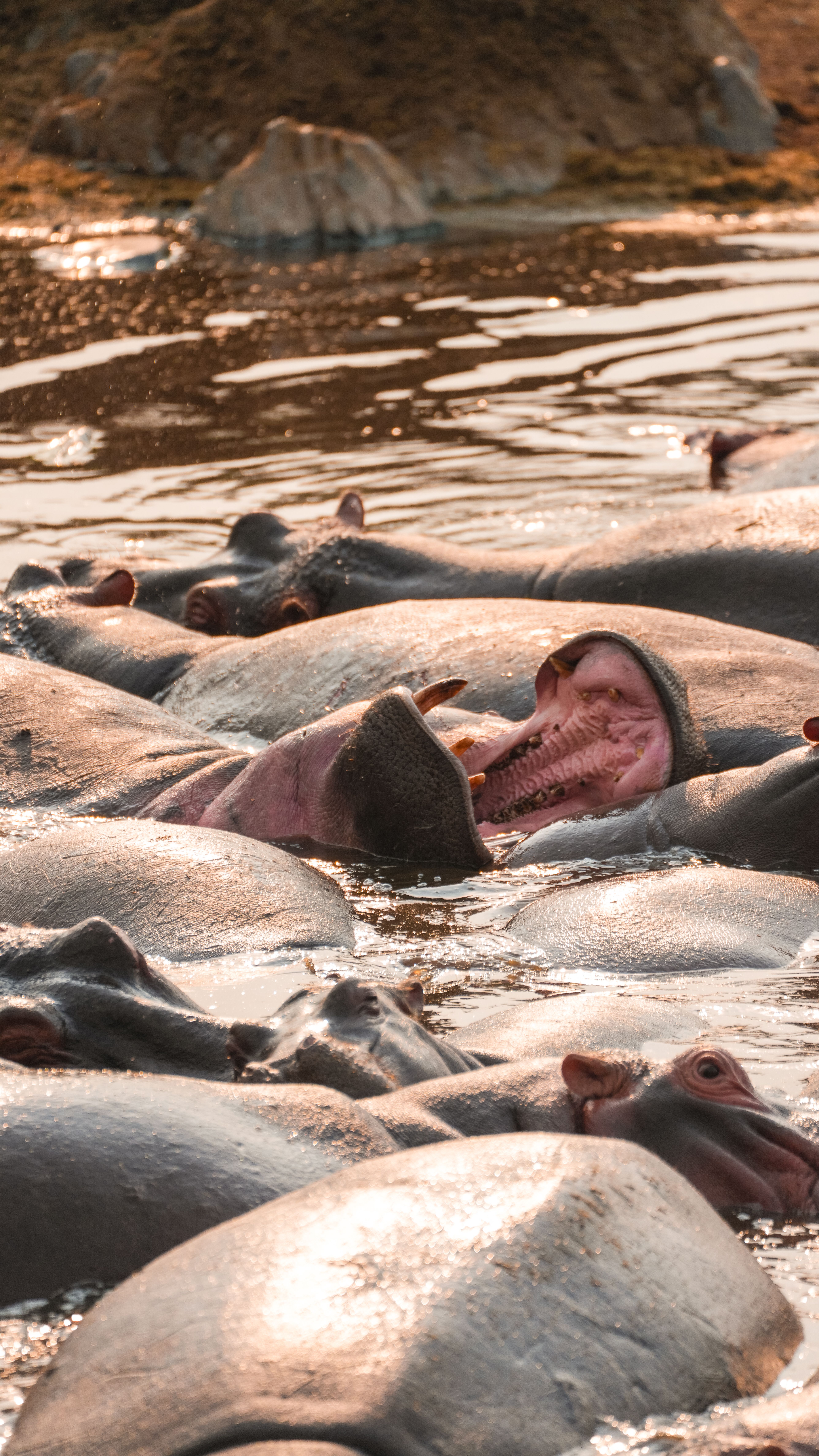 A herd of hippos lounging peacefully in an African waterhole, captured at sunset with a golden glow.