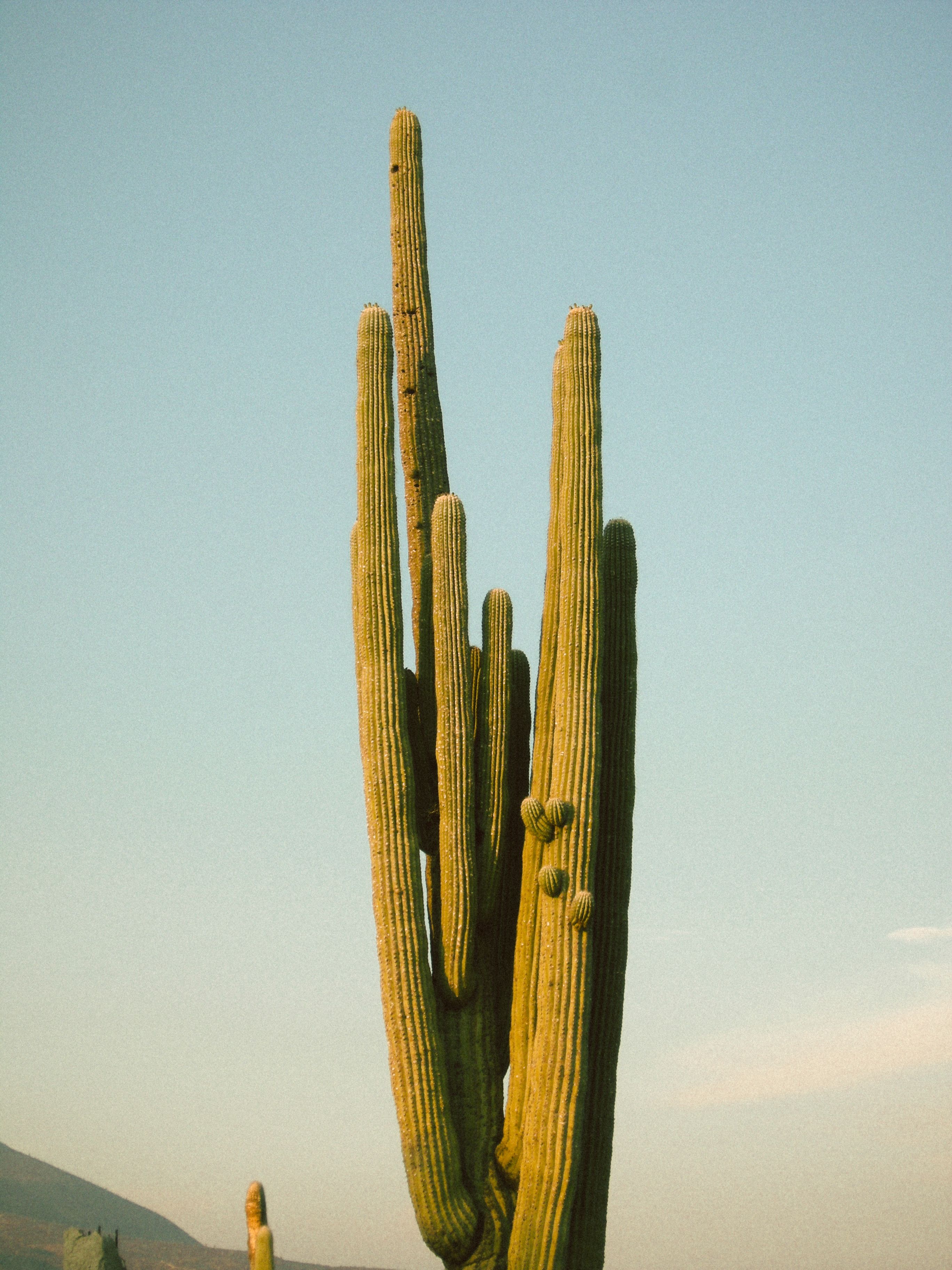 Kostenloses Foto zum Thema: auen landschaft, baja california sur, blauer  himmel, botanik, botanisch, drauen, drr, drreresistent, exotisch, flora,  friedvoll, himmel, hohen pflanzen, kakteen, kaktus, kandelaber kaktus,  klarer himmel, mexikanische ...