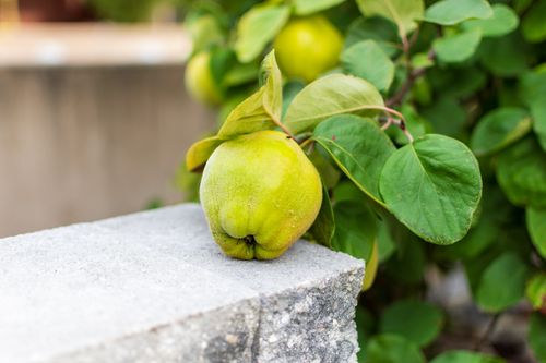 Free A fresh quince fruit on a stone wall, surrounded by lush green leaves outdoors. Stock Photo