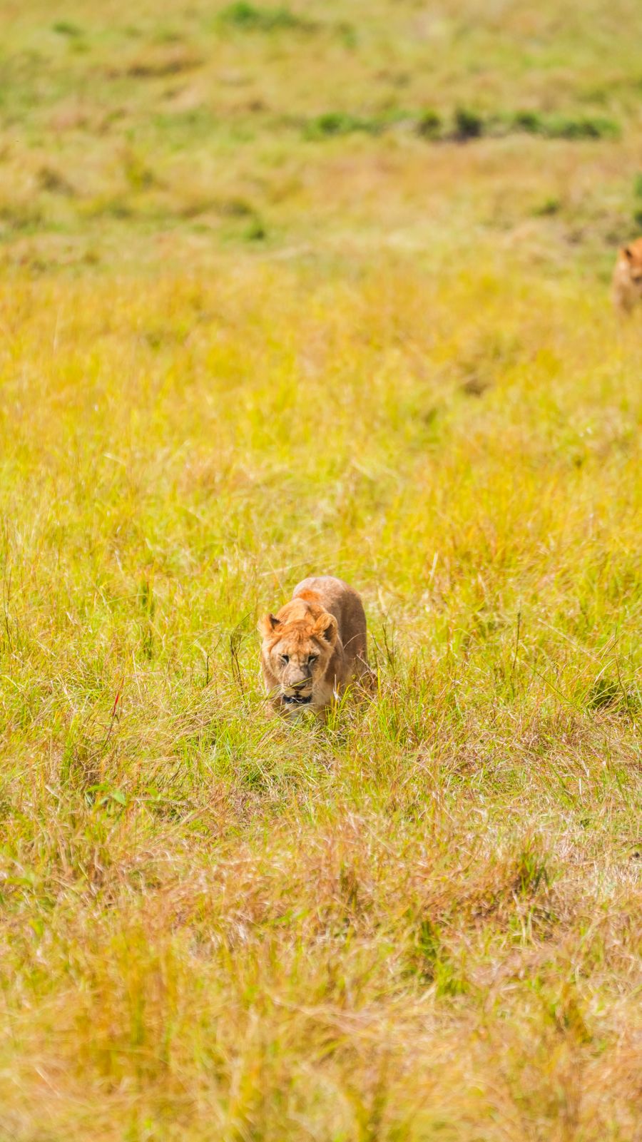 Masai Mara — Experience the Great Migration