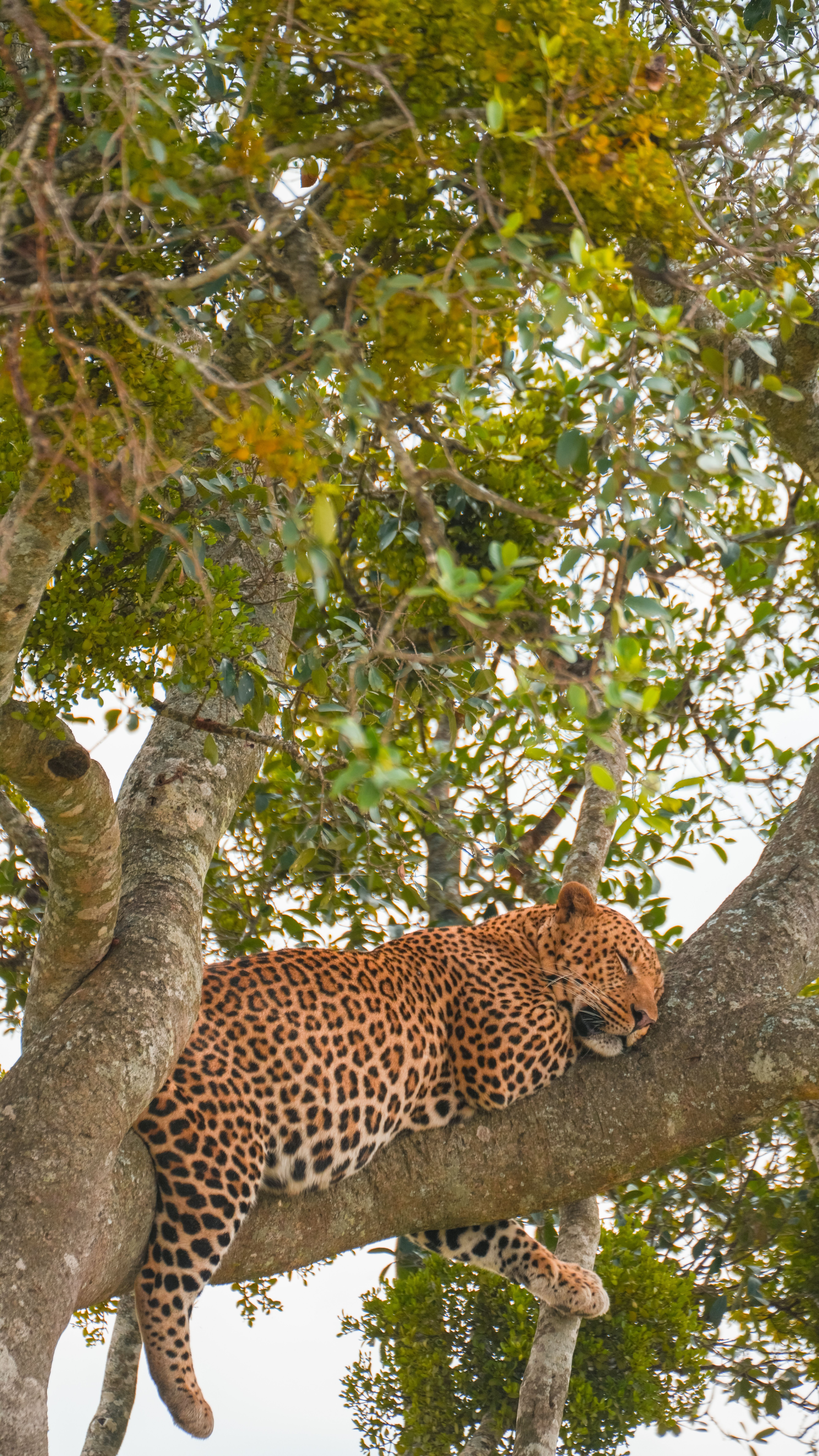 Leopard resting in a tree, a highlight of Sri Lanka wildlife safaris