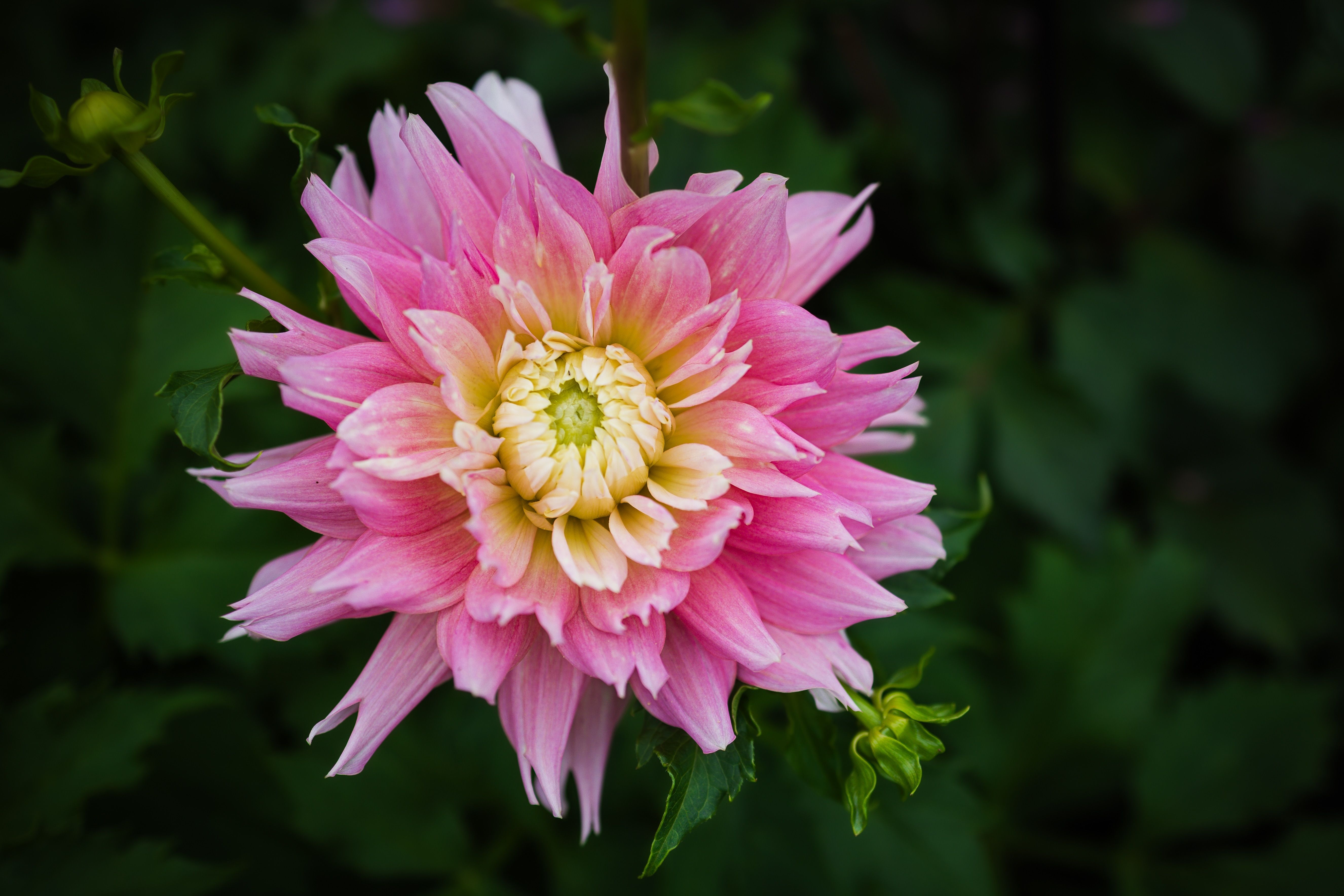 Close-Up of a Vibrant Pink Dahlia Flower · Free Stock Photo