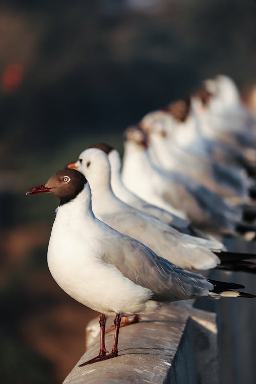  Close Up Photography of Seagulls