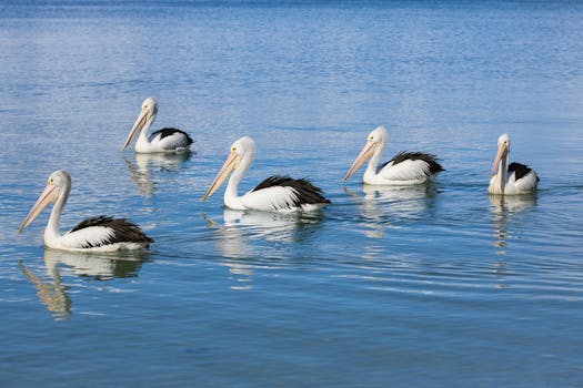 Group of Australian pelicans gracefully swimming in Callala Bay, New South Wales.