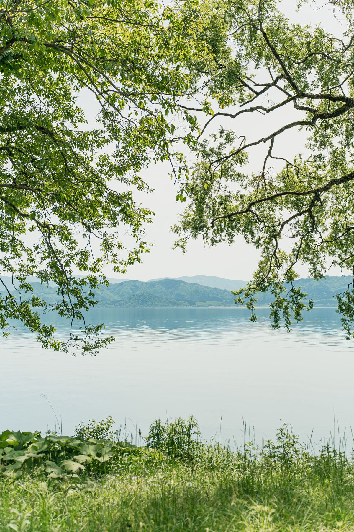A calm lake framed by green branches in Semboku, Akita