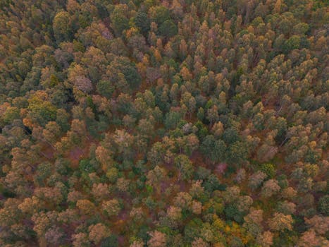 Breathtaking aerial perspective of a colorful autumn forest in Jonkoping County, Sweden.