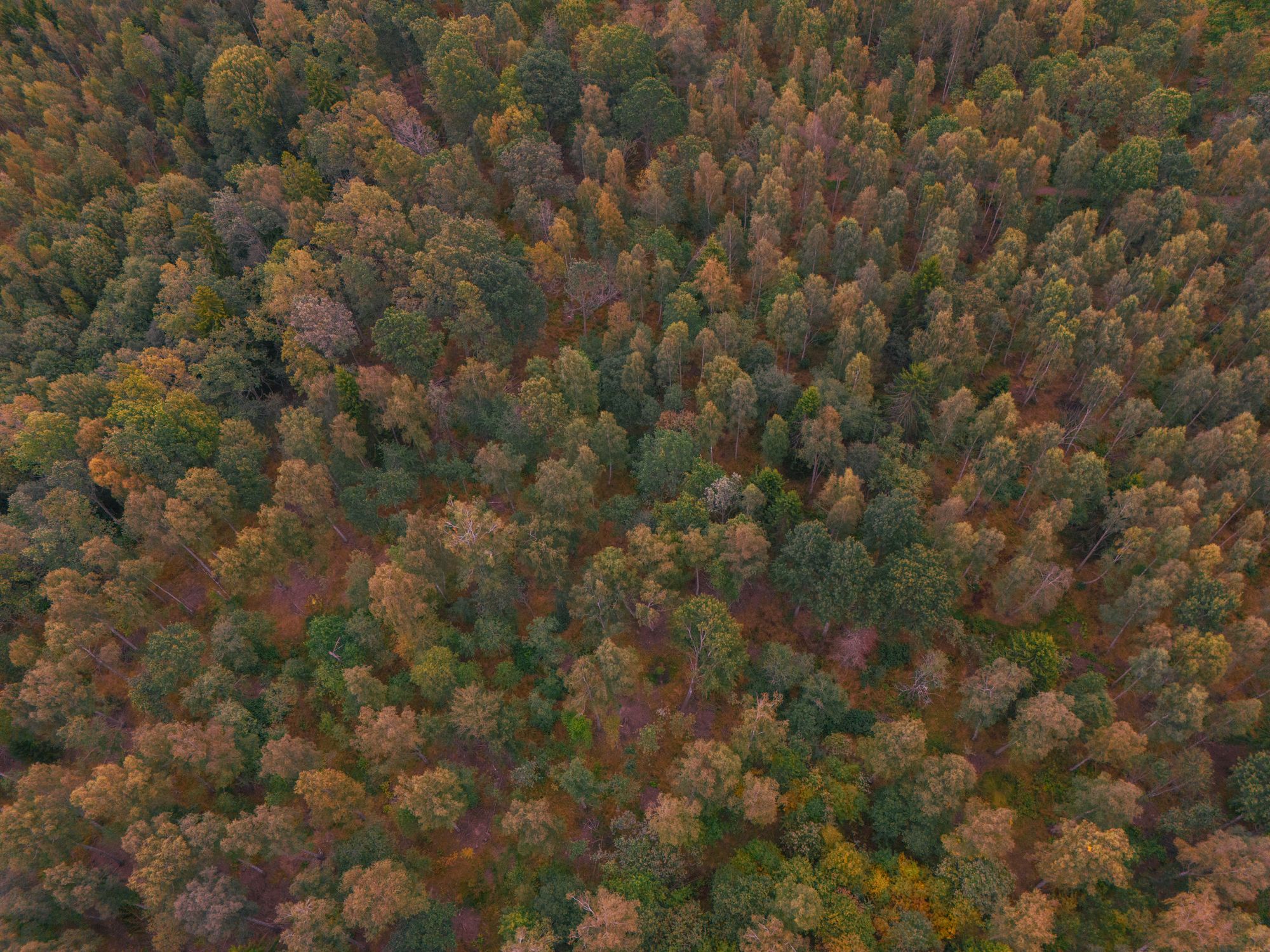 Aerial View of Vibrant Autumn Forest in Sweden · Free Stock Photo