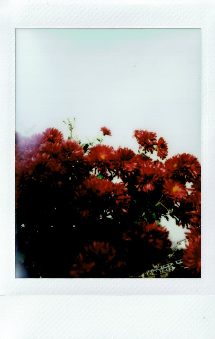 Photo Of Red Flowers