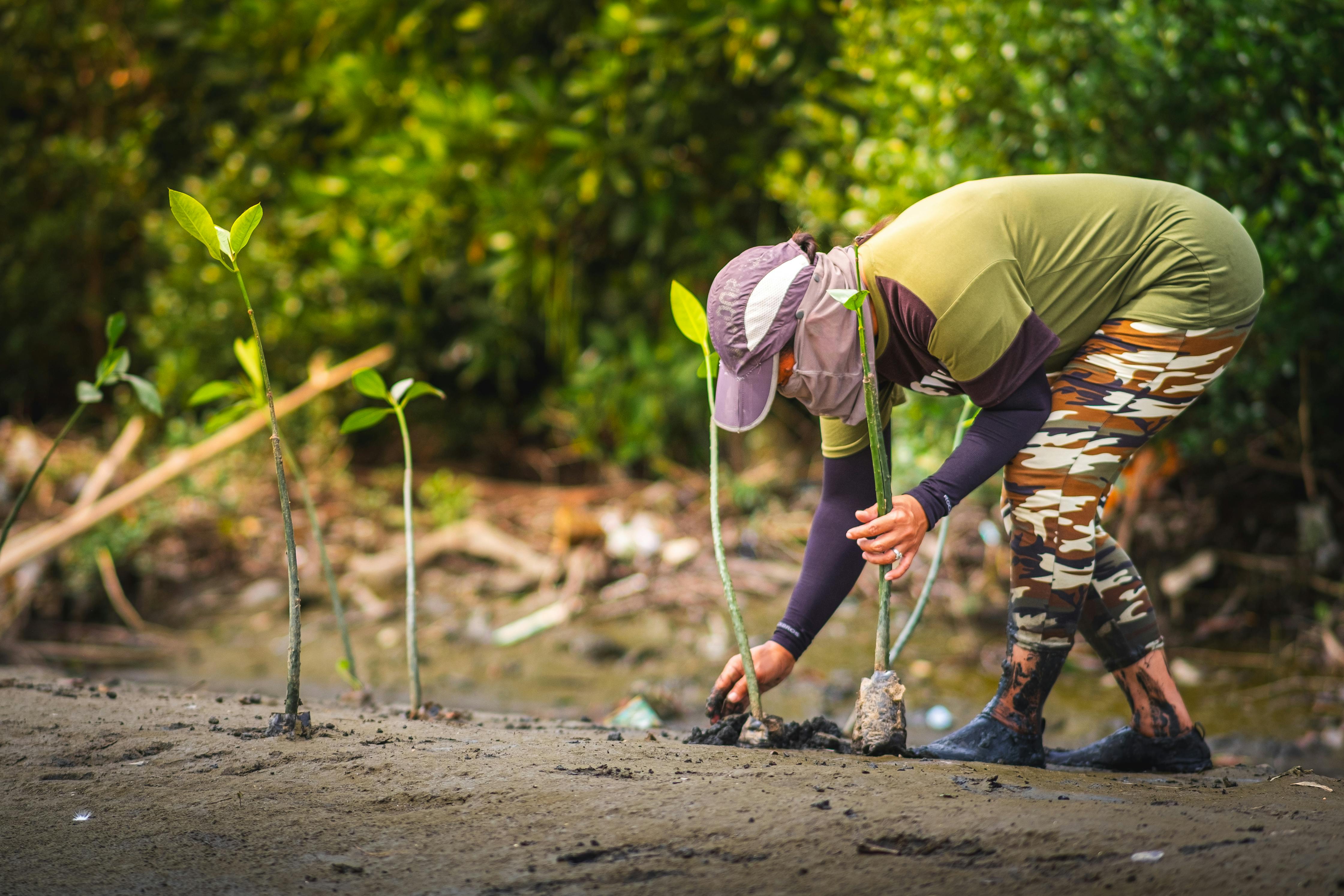 Free A woman carefully plants young mangrove saplings in a muddy area to aid reforestation efforts. Stock Photo
