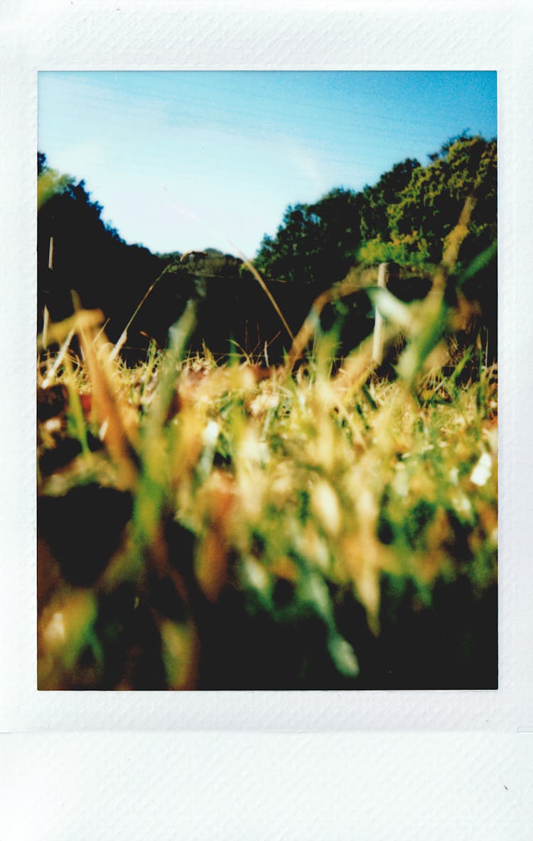 Photo Of Grass During Daytime