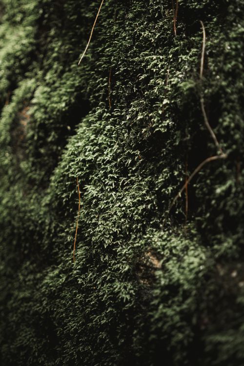 Free Close-up of vibrant green moss covering a rock in Ocoyoacac, Mexico. Stock Photo