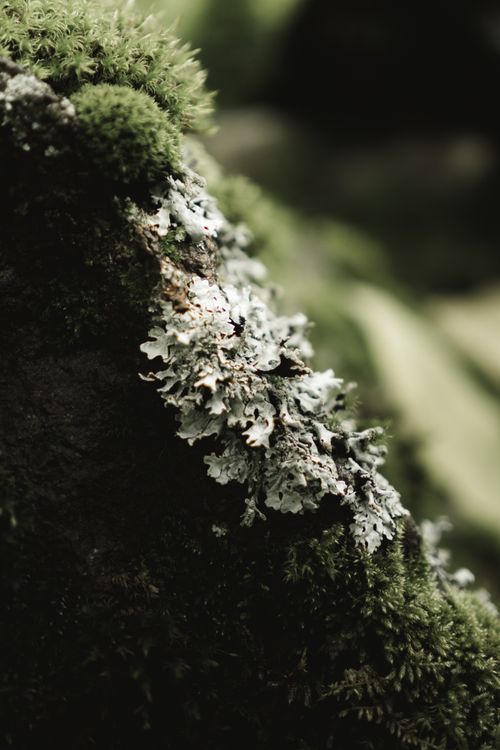 Free Detailed macro shot of moss and lichen on a rock in Ocoyoacac, Mexico. Stock Photo