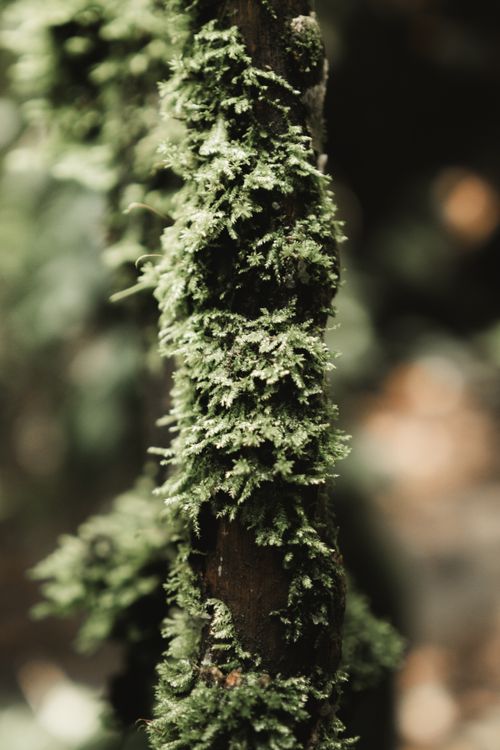 Free Detailed close-up of lush green moss covering a tree branch in a serene forest setting. Stock Photo