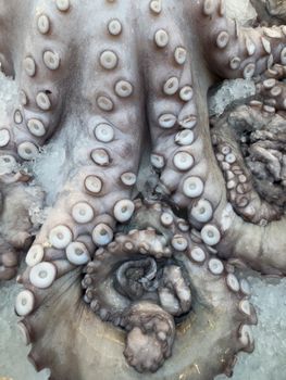 Close-up of raw octopus tentacles on ice, showcasing freshness and texture, ideal for culinary use.