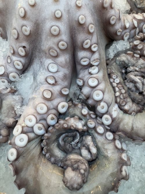 Free Close-up of raw octopus tentacles on ice, showcasing freshness and texture, ideal for culinary use. Stock Photo
