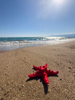 starfish photo