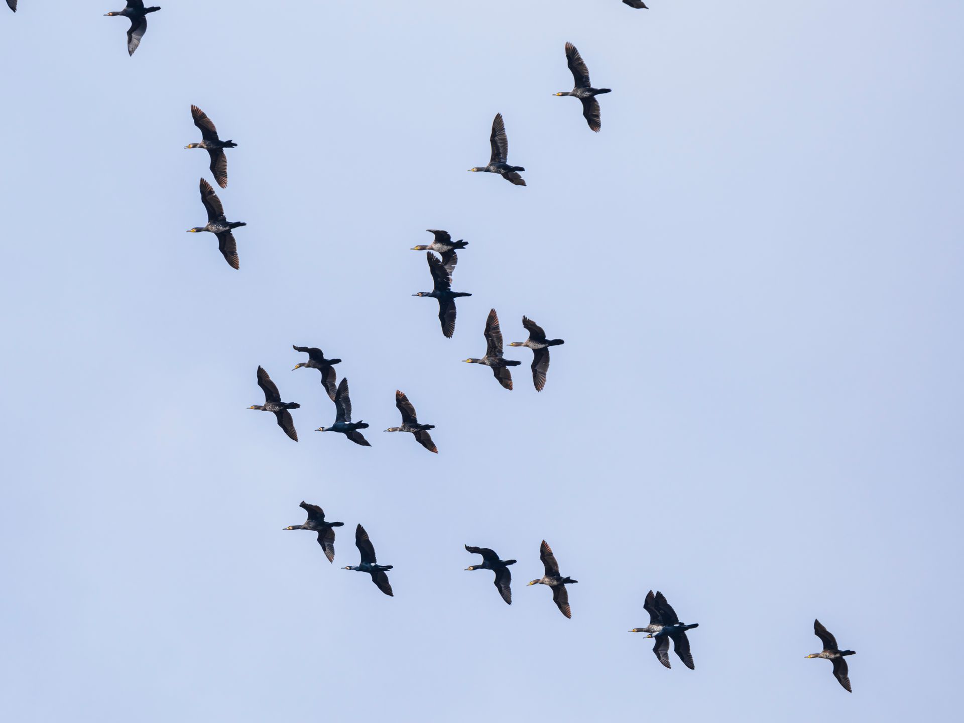 migratory birds flying in the sky
