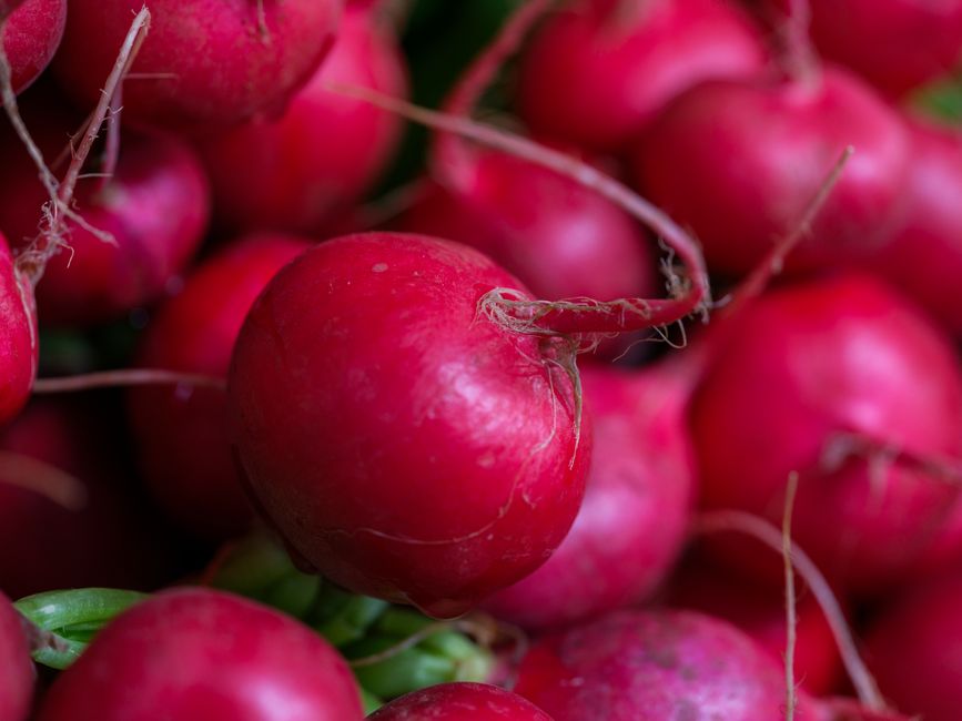 A detailed close-up of vibrant red radishes showcasing their freshness and organic quality.