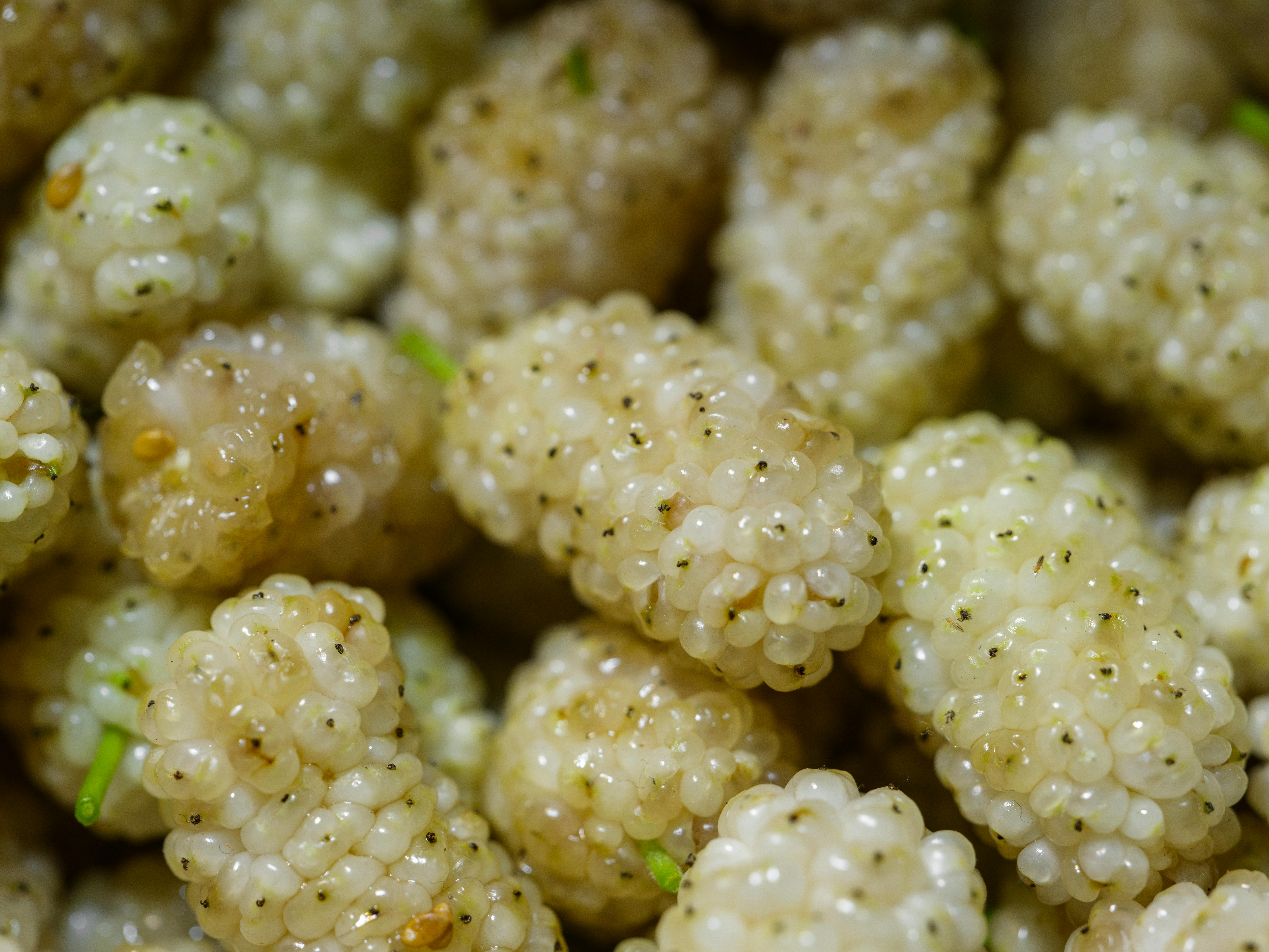 Free Fresh white mulberries showcased in a detailed close-up, ideal for health and food themes. Stock Photo