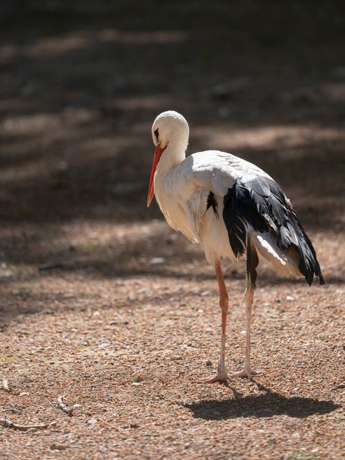 Free A solitary stork basks in sunlight on a natural path in Antalya, Türkiye. Stock Photo