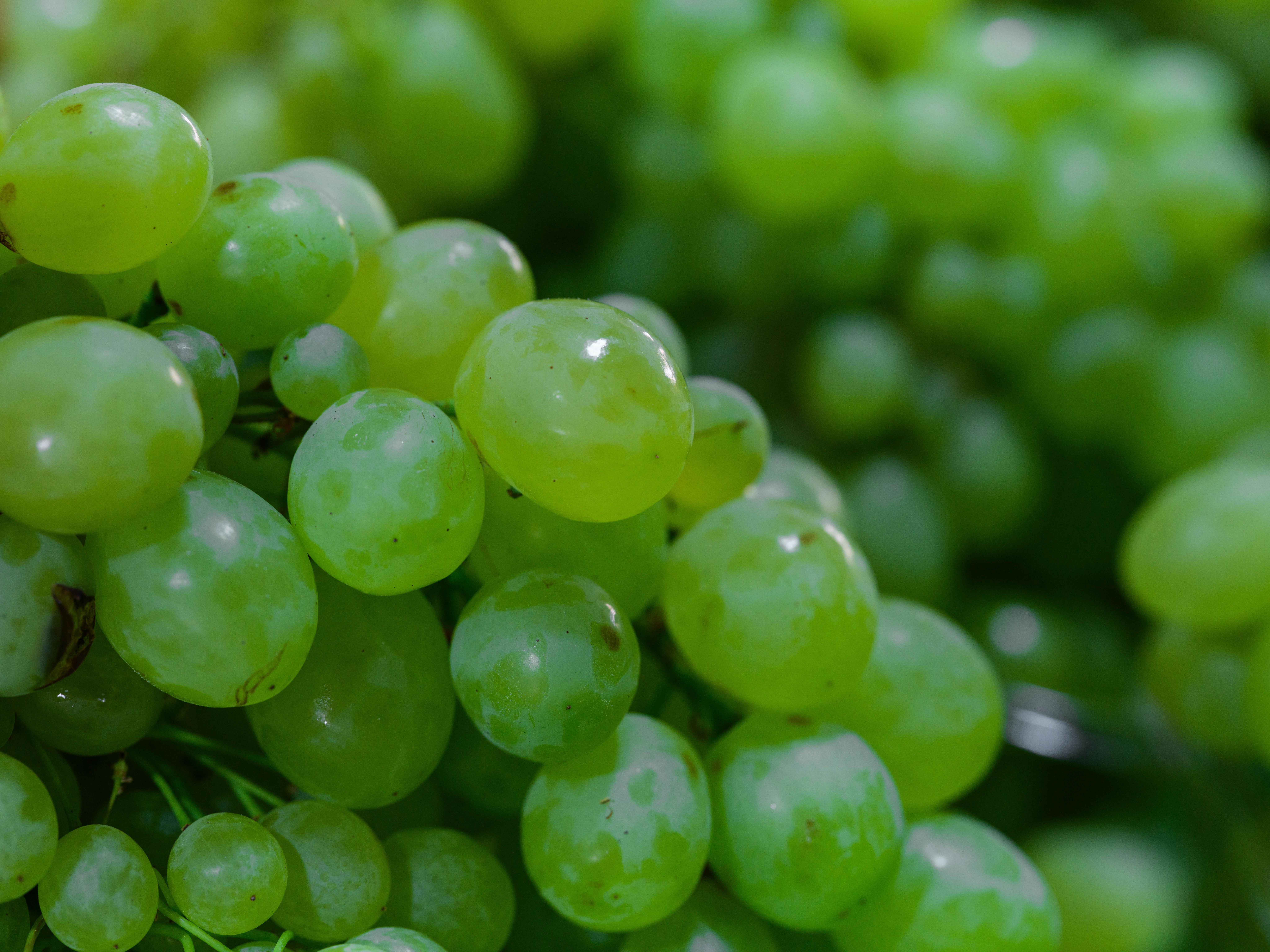 ralentir vieillissement cerebral