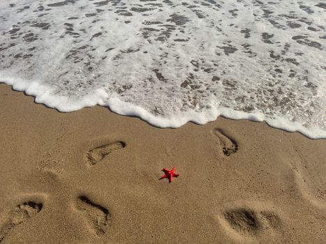 starfish photo